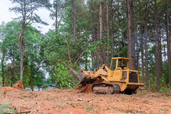 Trees Clearing in Sparks