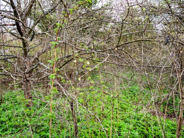 Underbrush Clearing in Sparks