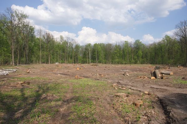 Cost of Pasture Clearing in Sparks
