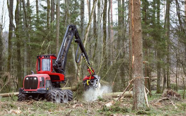 Cost of Forest Clearance Service in Sparks