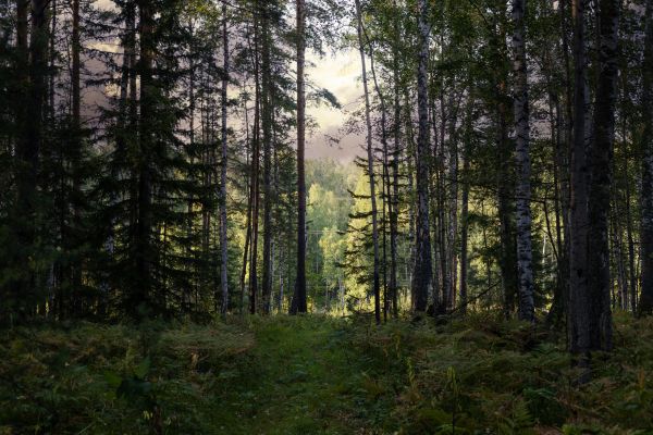Cost of Pine Tree Clearing in Sparks