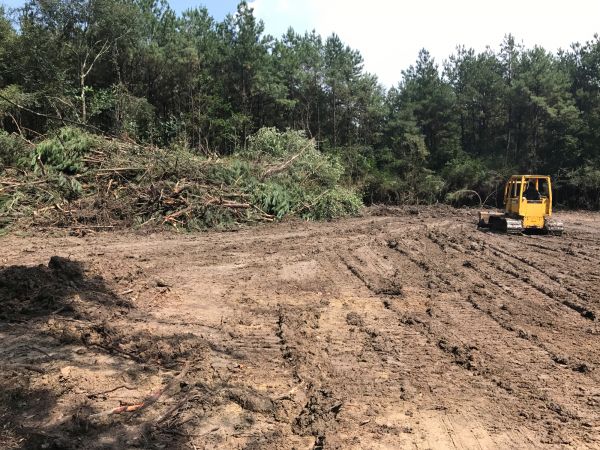 Cost of Thicket Clearing in Sparks