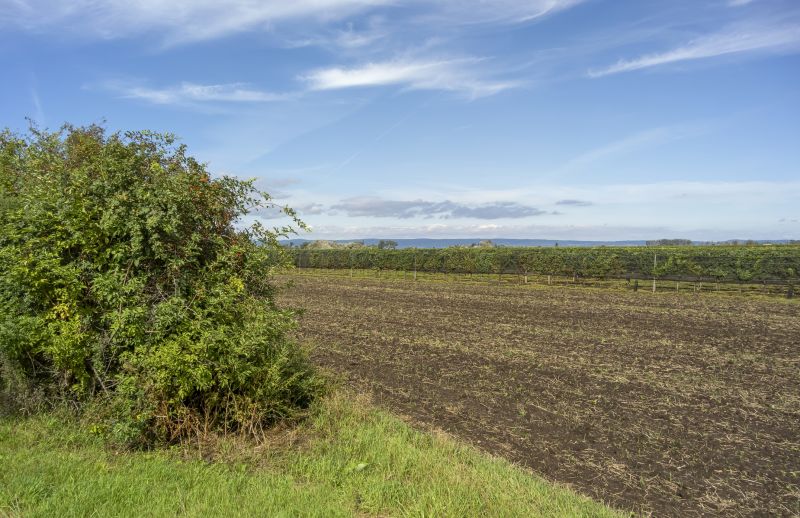 Cleared Land for Agricultural Use